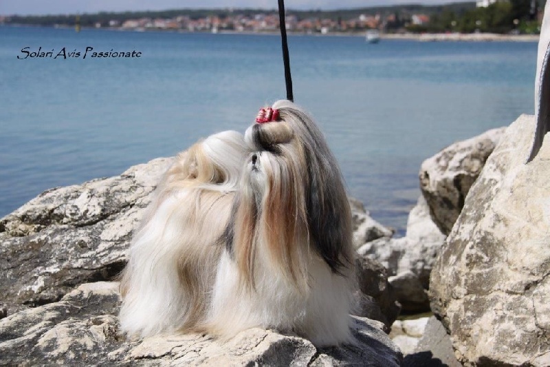 Publication : The Royal Shih Tzu Garden 