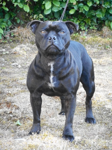 Publication : Blazing Blacks