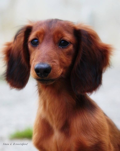 Publication : du Chevalier Gascon Auteur : A. LAGARDERE- Chevalier gascon