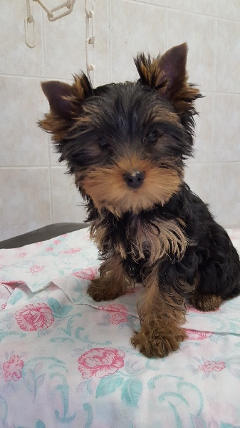 Publication : Du clos kemorick 