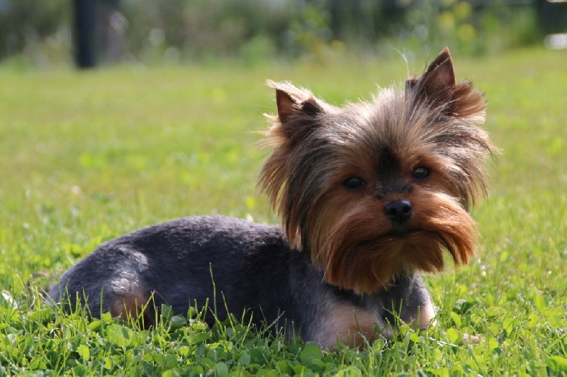 Publication : du Domaine De Daïkario Auteur : Domaine de Daïkario