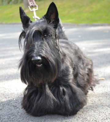Étalon Scottish Terrier - CH. L'tiotte louise Du mat des oyats