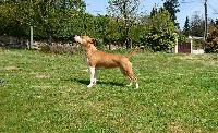 Étalon American Staffordshire Terrier - michl r Hollywood reflection