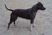 Étalon American Staffordshire Terrier - Xzipit's El djaya