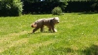 Étalon Bearded Collie - Justine ''dit jinka'' Du domaine de noire epine