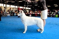 Étalon Berger Blanc Suisse - H'jana Vom sutumer grund