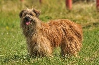 Étalon Berger des Pyrenees à poil long - Flanelle de Ferngully