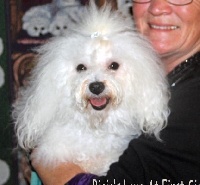 Étalon Bichon Bolonais - CH. bicia's Love at first sight