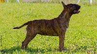 Étalon Bull Terrier - Harley of Little Devil
