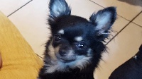 Étalon Chihuahua - Leila (Sans Affixe)