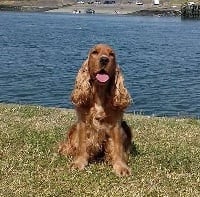 Étalon Cocker Spaniel Anglais - Isis de la vallée des deux rois