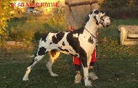 Étalon Dogue allemand - CH. Haermosa Di Shakir House