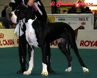 Étalon Dogue allemand - Kaiton Di Shakir House