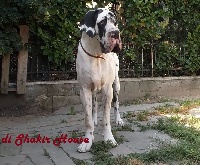 Étalon Dogue allemand - Lison pramaggiore Di Shakir House
