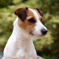 Étalon Parson Russell Terrier - Itsy bitsy dite kahlan De pepper harrow