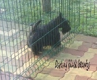 Étalon Scottish Terrier - Black Beauty Darling