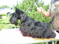 Étalon Scottish Terrier - CH. L'tiotte louise Du mat des oyats