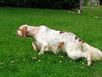 Étalon Setter Anglais - Jupitere du bois de la feuillarde