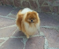 Étalon Spitz allemand - thaï silk Domani altro film