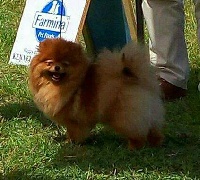 Étalon Spitz allemand - CH. Izabella orsini blagorodtsvo s yuga