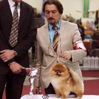 Étalon Spitz allemand - CH. won-a-pa-lei Katana exclicucive