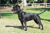 Étalon Staffordshire Bull Terrier - Jewel of maloya du Domaine d'Ishtar