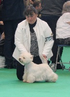 Étalon West Highland White Terrier - CH. Carbon copy de Willycott