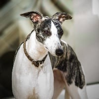 Étalon Whippet - Hornella Du manoir de la grenouillère