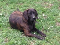 Étalon chien de Rouge de Hanovre - Inka de la colline du tonnerre