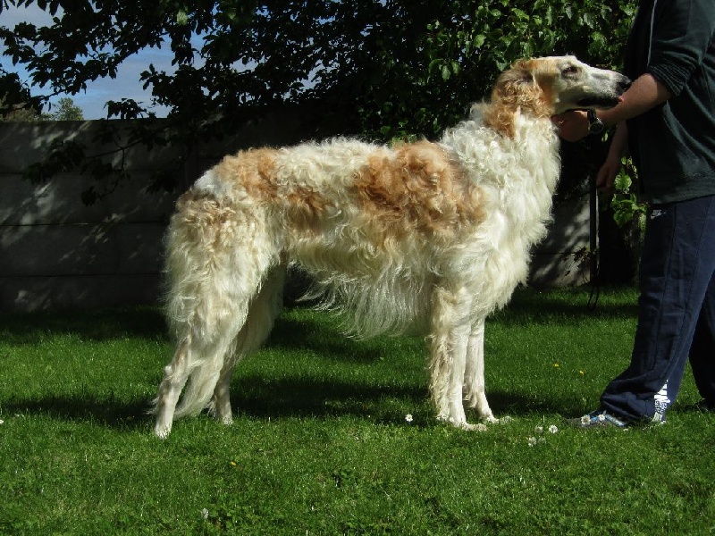 Incredible-big-chief des marais de Bremes