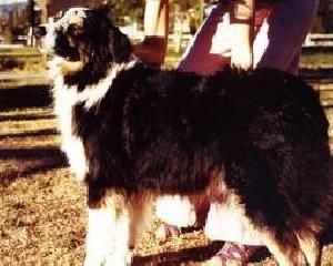 CH. fieldmaster Of flintridge