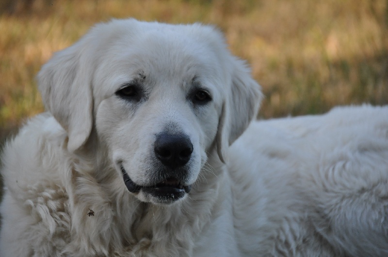 Publication : des coleres de Zeus Auteur : DEROODE