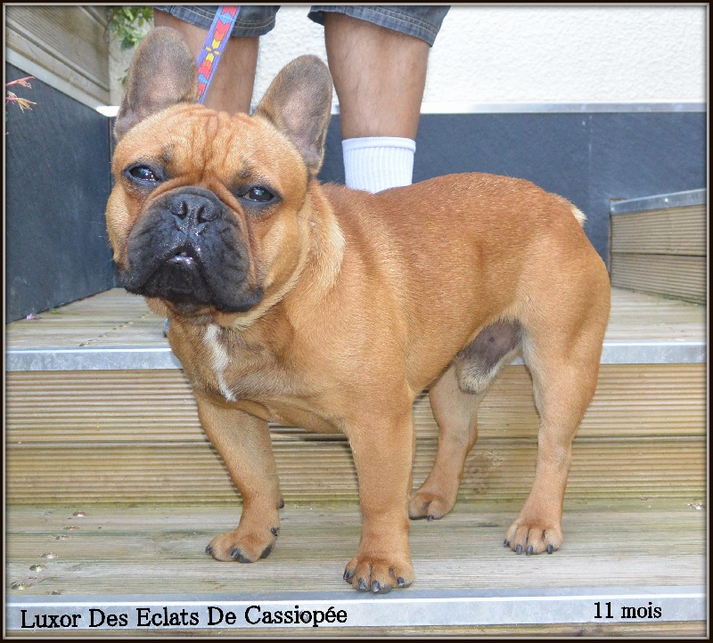 Luxor Des éclats De Cassiopée