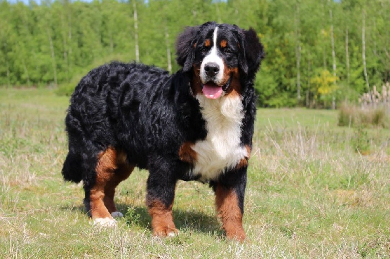 Publication : de la Dynastie d'Orkhan 