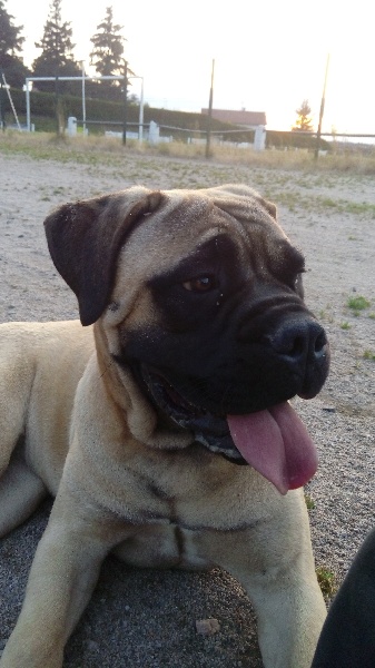 Publication : Des Molosses De Rhodes Auteur : des molosses de rhodes