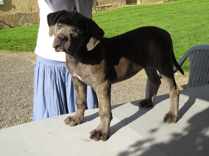 Publication : Des Veilleurs De Saint Michel Auteur : Gastelais Séverine