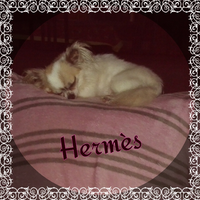 Hermes (Sans Affixe)