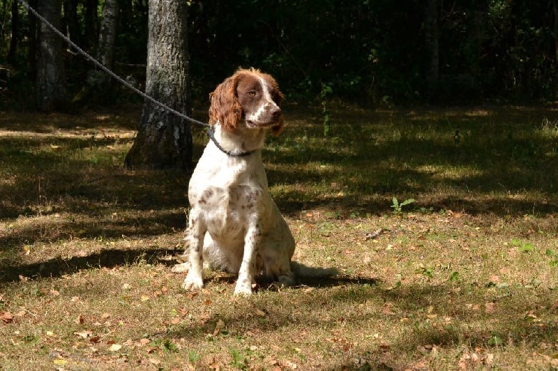 Publication : Sologne Hunters's 