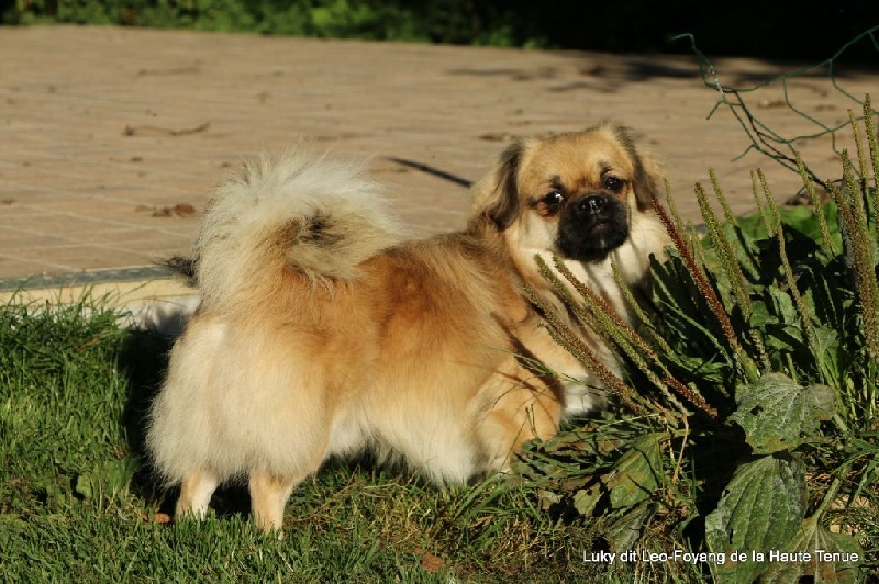 Luky dit leo-foyang De la haute tenue