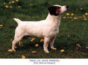 Tango of jack's paradise