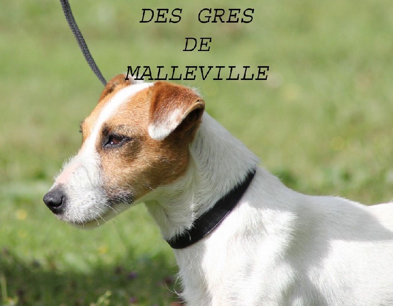 Gazelle des Gres de Malleville