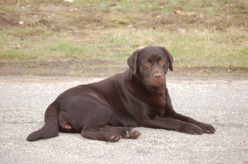 Publication : du taillis madame Auteur : V Delprat