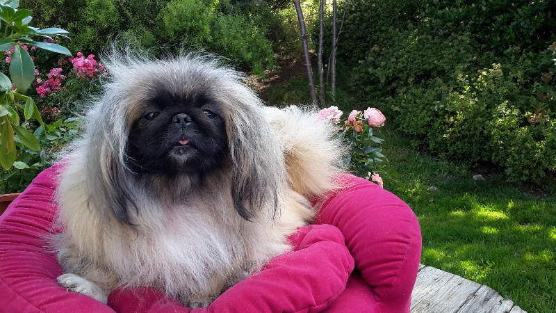 Jelana di l'Isula Bella