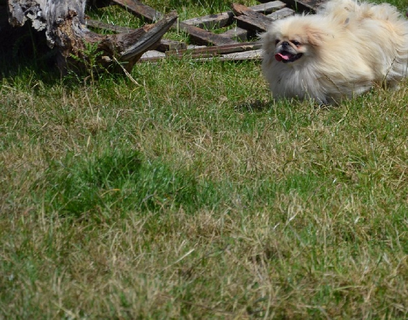 Publication : Des Sources De La Liane Auteur : Elevage des sources de la liane