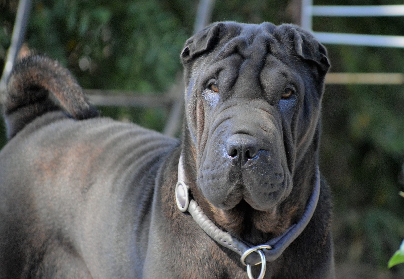 Publication : du Ferraillon Auteur : DFourre