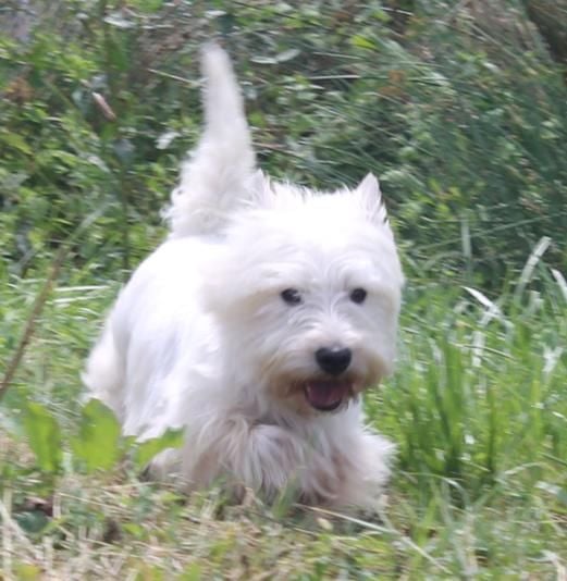 Gibson du Mas des Amelies