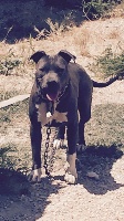 Étalon American Staffordshire Terrier - Just love indiana Just Love Of Warriors Rr