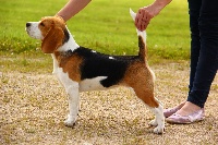 Étalon Beagle - Jugeotte De La Meute D'astérion