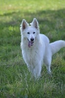 Étalon Berger Blanc Suisse - La bella de l'aige de la tournelle