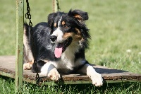 Étalon Border Collie - Of Speed Of Light Mapenzy